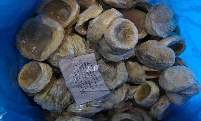 ضبط 30 طنًا من الأغذية غير الصالحة للاستهلاك الآدمي في البحيرة