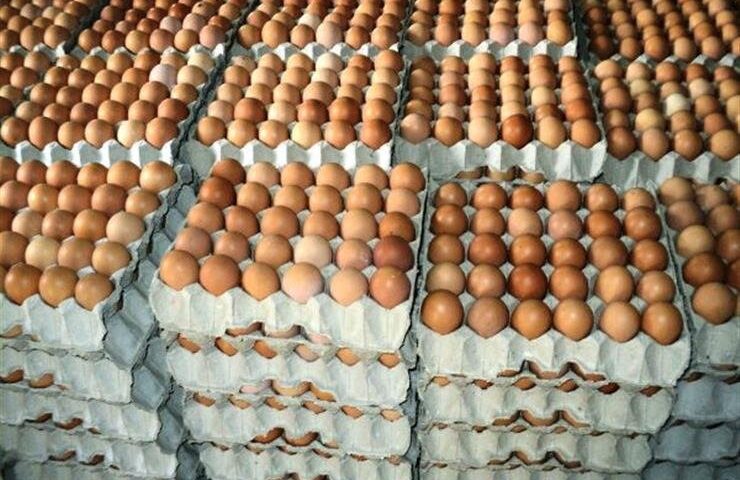 كرتونة البيض بكام؟.. آخر تحديث للأسعار اليوم الأربعاء 19 أغسطس