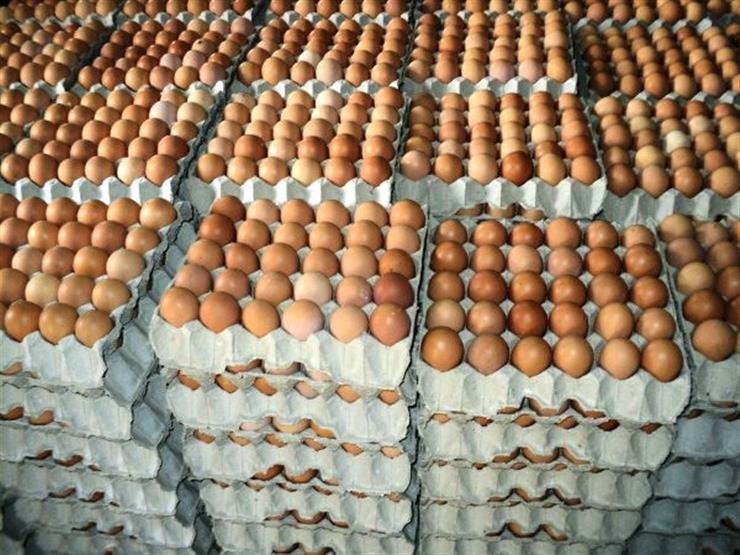 كرتونة البيض بكام؟.. آخر تحديث للأسعار اليوم الأربعاء 19 أغسطس