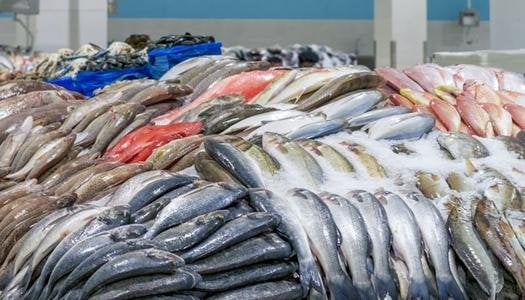 أسعار السمك والجمبري اليوم الأحد 23 أغسطس 2026