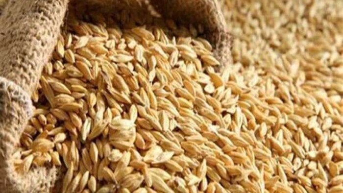سعر الأرز الشعير الآن 2026.. طن الحبة والعريضة والرفيعة بكام؟