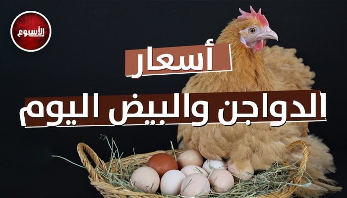 قبل ما تشتري.. أسعار الفراخ والبيض اليوم السبت 8 أغسطس في الأسواق