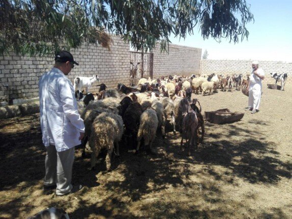 فحص 35 مزرعة وعلاج 490 حيوانًا خلال قافلة بيطرية بالمغرة