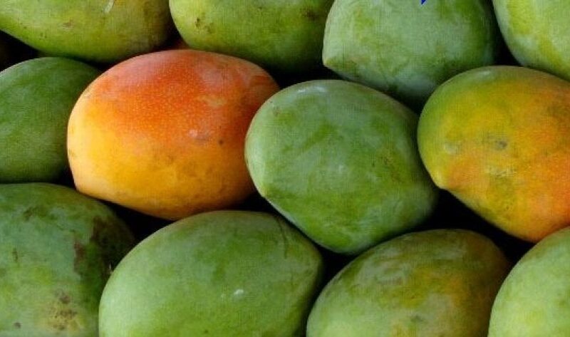 زبدة وعويس وفص.. نصائح مهمة لمحبي المانجو قبل مهرجان الإسماعيلية 2026