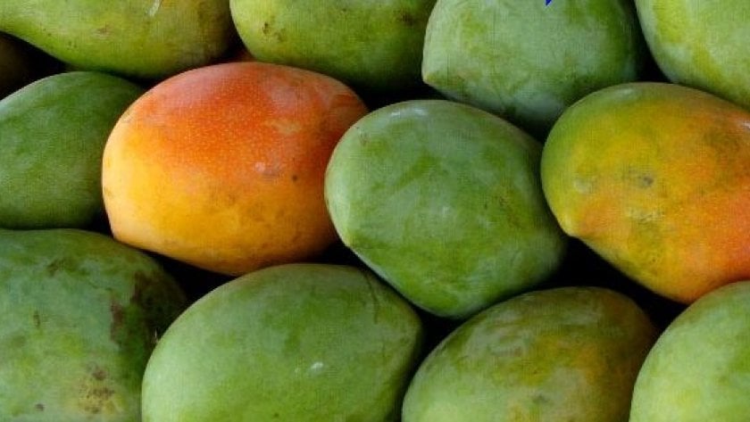 زبدة وعويس وفص.. نصائح مهمة لمحبي المانجو قبل مهرجان الإسماعيلية 2026