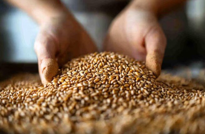 واردات مصر من القمح تقفز إلى 7.65 مليون طن خلال 7 أشهر.. روسيا وأوكرانيا في الصدارة