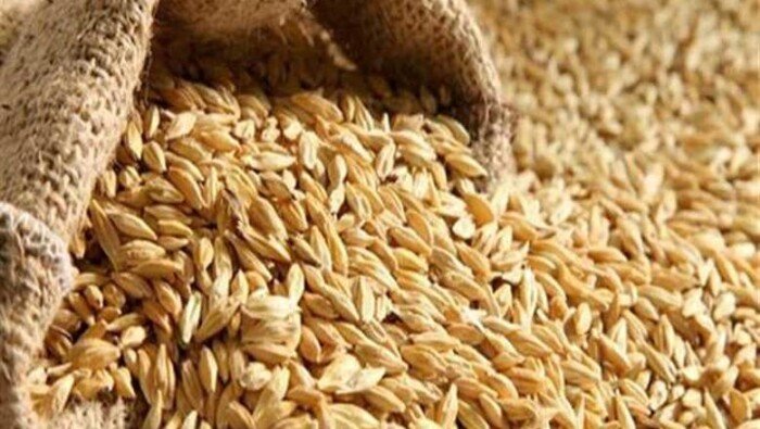 سعر الأرز الشعير اليوم السبت 15 أغسطس 2026