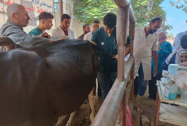 علاج 1200 رأس ماشية خلال قافلة بيطرية مجانية في قرية بطا بالقليوبية