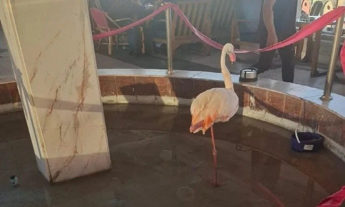 بعد ضبطه داخل كافتيريا في الإسكندرية.. تدخل عاجل لإنقاذ طائر الفلامنجو