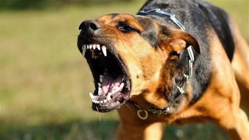 كلب مسعور يهاجم أهالي فرشوط في قنا ويعقر 4 أطفال