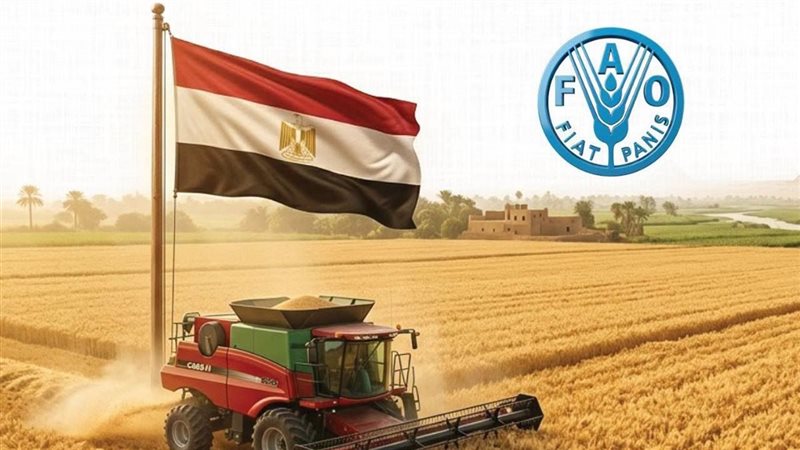 الوزراء: مصر الأولى عربيا في إنتاج القمح خلال 2026 (إنفوجراف)