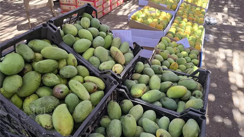 أسعار المانجو اليوم الأربعاء، انخفاض العويس والفص 10 جنيهات وارتفاع الزيدية