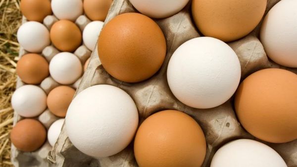 هل يمكن لشكل قشرة البيضة حماية المركبات الفضائية من الحطام المداري؟