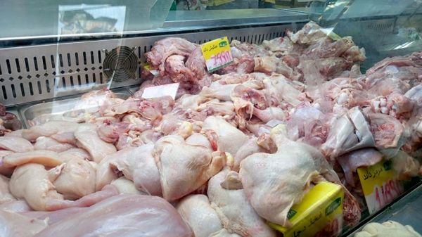 تضرر قطاع الدواجن في تونس بسبب موجة الحر ودعوات لإنقاذ القطاع