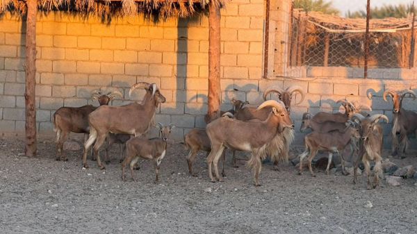 شاب ليبي لـ”سبوتنيك”: نحاول حماية الحياة البرية في ليبيا بجهود ذاتية… صور