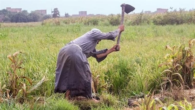 أحسن فلاح في مصر يحذر: بنخسر سنويا بعد رفع الدولة إيديها عن الفلاح ومش هزرع أرضي تاني