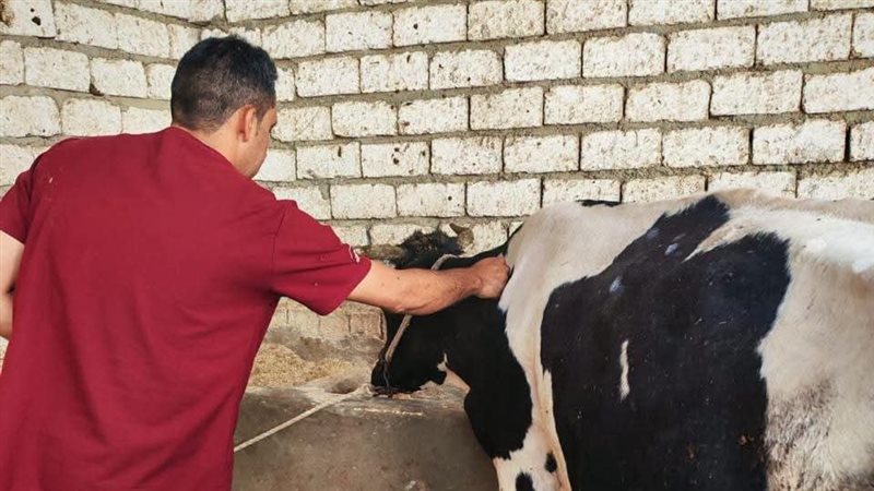 تحصين 41 ألفا و979 رأس ماشية ضد الحمى القلاعية في المنيا