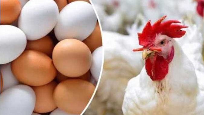 منتجو الدواجن يُطالبون بزيادة الأسعار 10% .. محمود العناني يكشف الأسباب