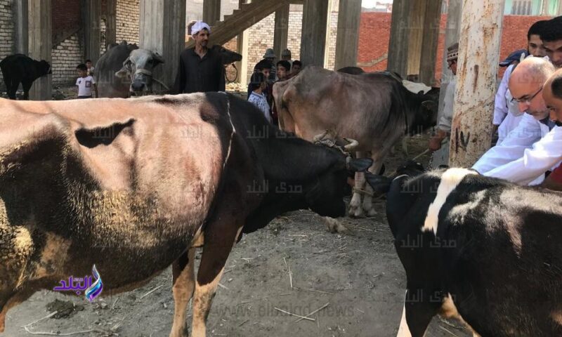 بيطري الغربية:تحصين 196 ألف رأس ماشية ضد الحمى القلاعية والوادي المتصدع