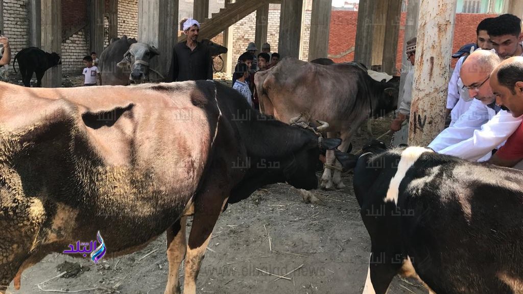 بيطري الغربية:تحصين 196 ألف رأس ماشية ضد الحمى القلاعية والوادي المتصدع