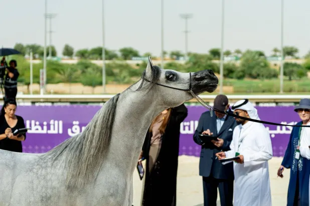 30 سبتمبر… «الخالدية» تجمع نخبة الخيل العربية الأصيلة