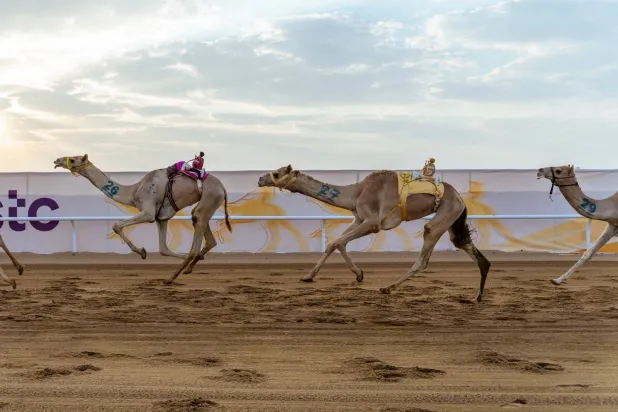 الجمعة… انطلاق سباق الهجانة بمشاركة 6 دول