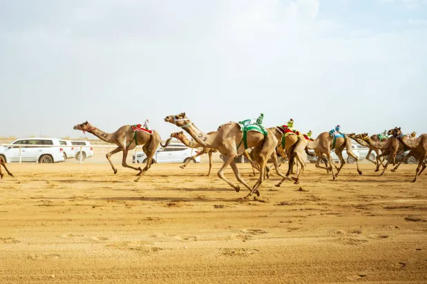 مهرجان ولي العهد للهجن: «انتباه» و«ترف» تحلقان بالسيوف في الختام الكبير