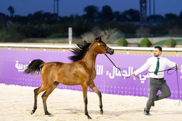 البطولة الوطنية لجمال الخيل العربية تنطلق الخميس بالرياض