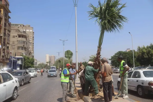 هل تُعوَّض آلاف الأشجار الجديدة المقطوعة في شوارع مصر؟