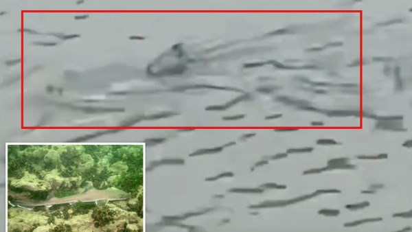 قرش يسبح في شوارع نيوجيرسي الغارقة بعد عاصفة عنيفة.. فيديو