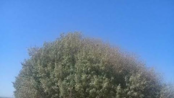 الأردن يطور مواقع سياحية وتاريخية في البادية الشرقية.. ما قصة الشجرة المباركة؟