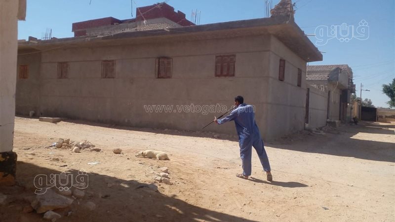 الطب البيطري بمطروح يواصل حملاته للسيطرة على أعداد الكلاب الحرة وحماية المواطنين