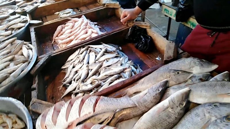 أسعار السمك اليوم، انخفاض الجمبري 35 جنيها وارتفاع البوري والكابوريا 10 جنيهات