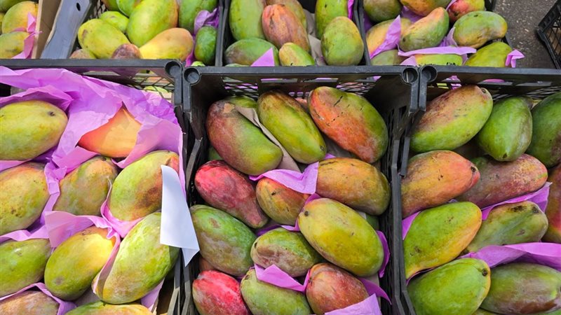 أسعار المانجو اليوم، ارتفاع كبير في الزبدية و4 أصناف بـ 80 جنيها منها الهندي والصديقة