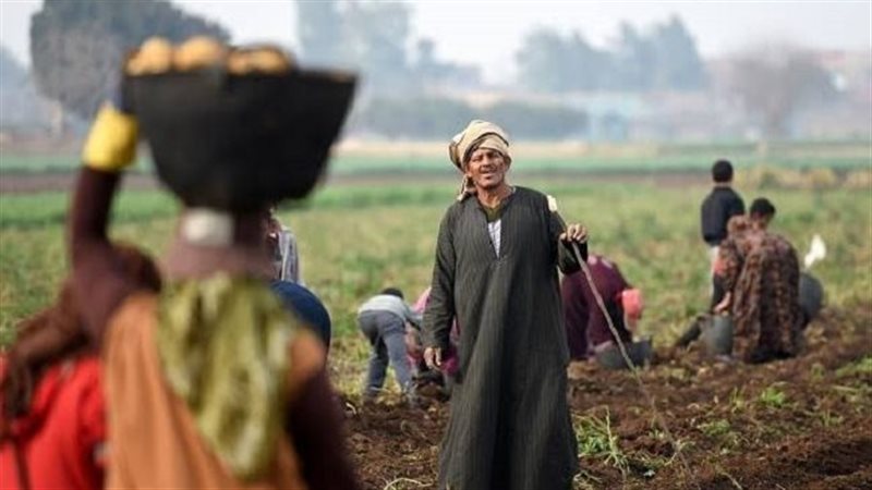 الإرشاد الزراعي يحتضر.. من يجيب على أسئلة الفلاح؟.. الوزارة تكشف مفاجأة صادمة وخطة عاجلة للحل
