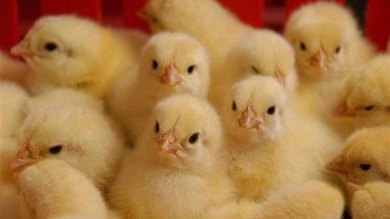 ارتفاع الساسو وانخفاض الروص، أسعار الكتاكيت والبط اليوم السبت في بورصة الدواجن