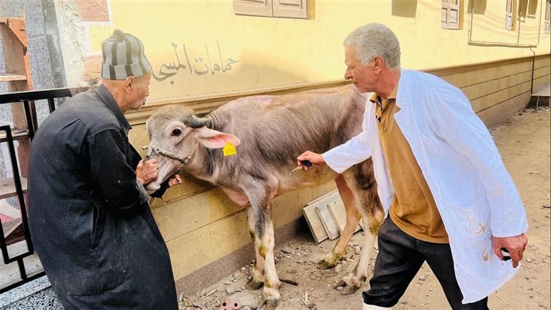 تحصين 254 ألف رأس ماشية ضد الحمى القلاعية والوادي المتصدع بالدقهلية