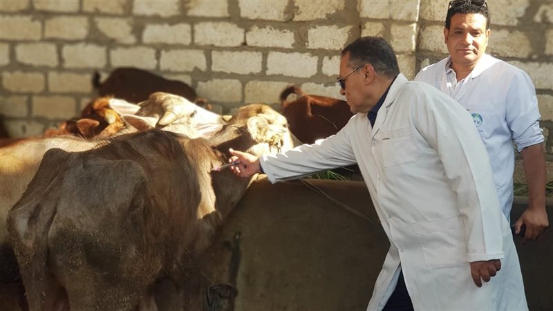 بيطري الفيوم: تحصين 8690 رأس ماشية ضد الحمى القلاعية والوادي المتصدع خلال أغسطس