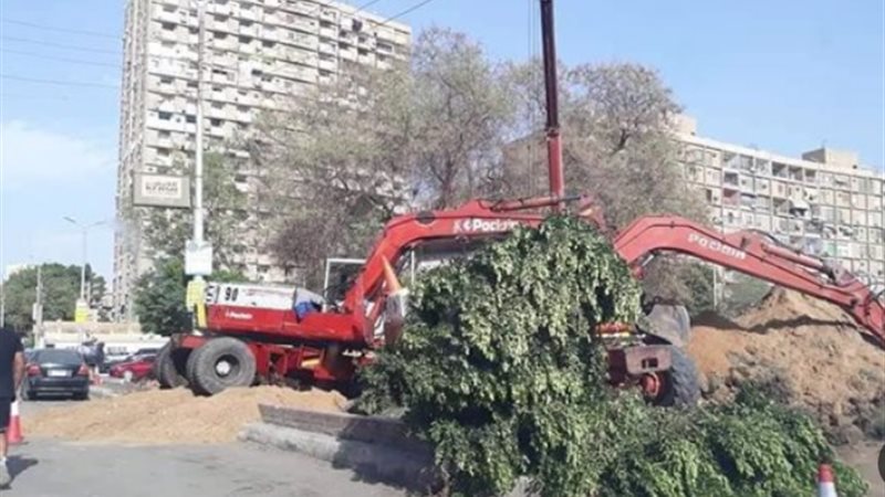 قطع الأشجار وتراجع المساحات الخضراء في تحرك برلماني أمام النواب