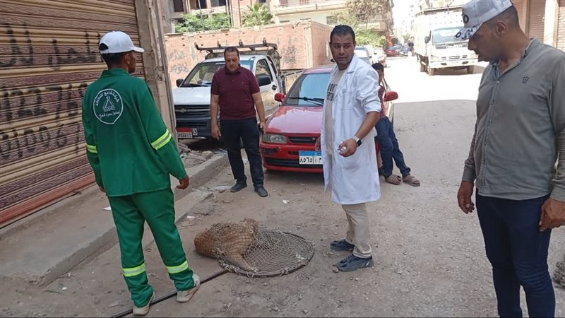 محافظ الدقهلية يكثف حملات مكافحة الكلاب الضالة بحي غرب المنصورة