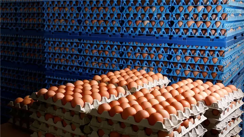 انخفاض الأبيض والأحمر، سعر كرتونة البيض اليوم الأربعاء في بورصة الدواجن