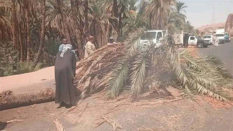 سقوط نخلة على الطريق الزراعي بأسوان وتعطل الحركة المرورية (صور)
