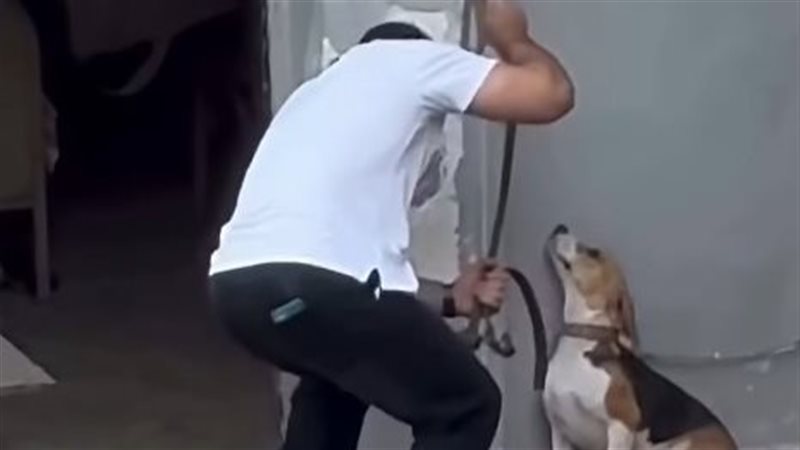 مشهد يثير الغضب، شاب يعذب كلبا في الإسكندرية ومطالبات بتحديد هويته (صور)