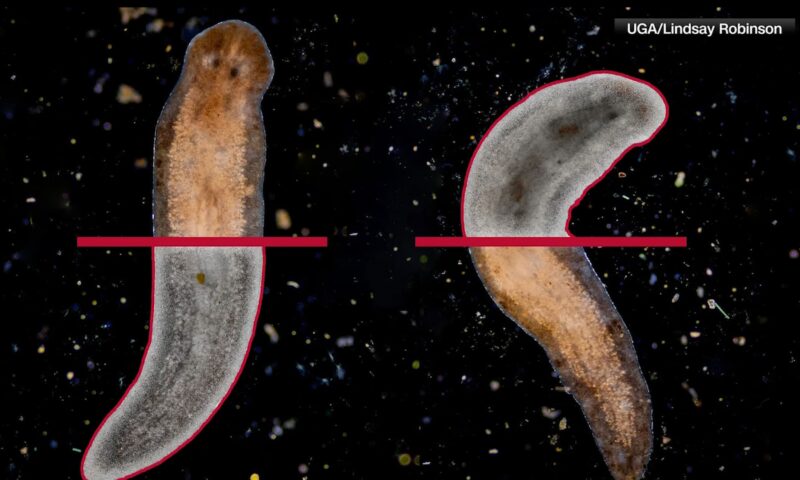 هذه الدودة تجدد خلايا دماغها.. فهل تساعد في علاج أمراض الدماغ لدى البشر؟