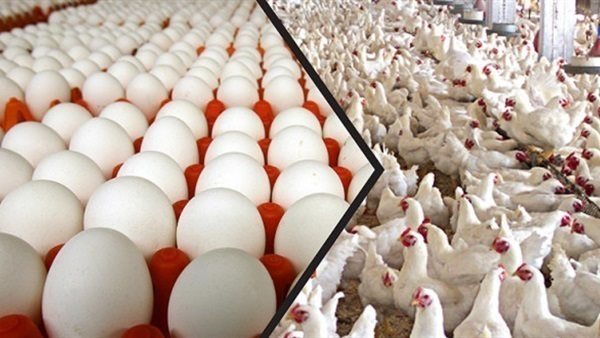 غلط في الطهي.. أستاذ تغذية يكشف طريقة الوقاية من السالمونيلا في البيض والفراخ