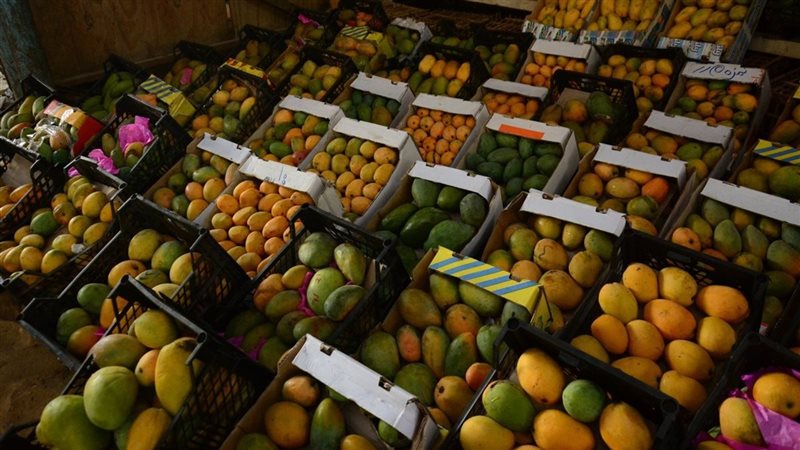 الأغلى بـ 130 جنيها، أسعار المانجو اليوم الثلاثاء مع قرب انتهاء الموسم
