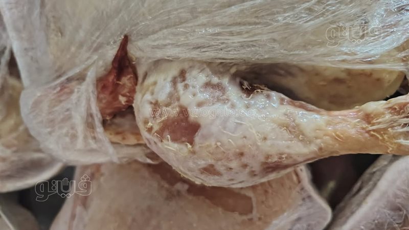 ضبط دواجن فاسدة داخل مطعم شهير بحي الزهور ببورسعيد (صور)