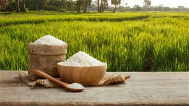 سعر الأرز اليوم الأربعاء 16-9-2026 في الأسواق المحلية