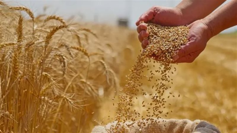 مصر وألمانيا تطلقان مسارًا بحثيًا جديدًا لتطوير إنتاج القمح بالزراعة الرأسية والبيئات المتحكم فيها