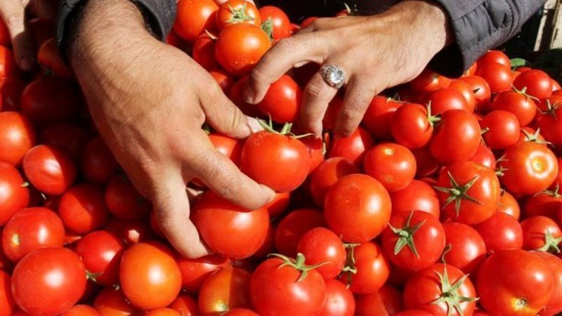 هل تواصل أسعار الطماطم الانخفاض في الأسواق؟ شعبة الخضراوات توضح